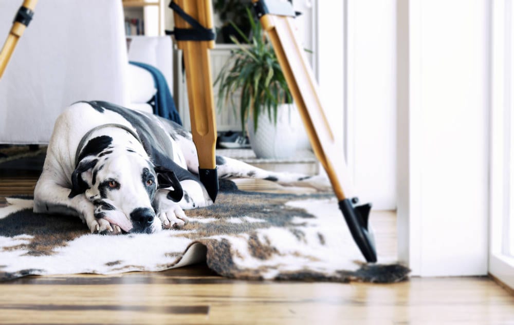 Great Dane laying on floor